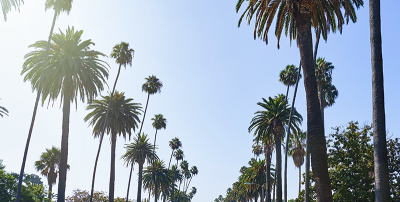Palm Tree lined street in LA